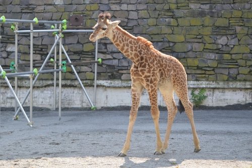 さようならナナスケ