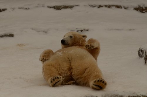 雪とクマ