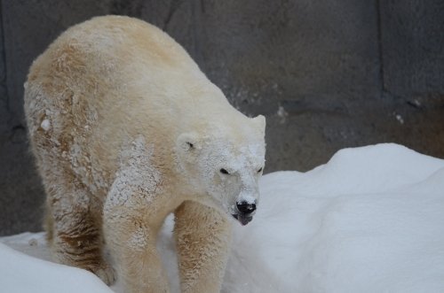 クマも人も楽しく