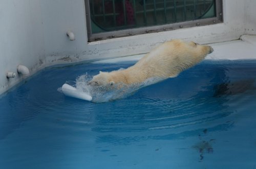 熊本のマルルの続き