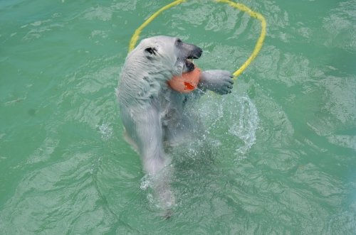 お気楽アイラと待つイコロ