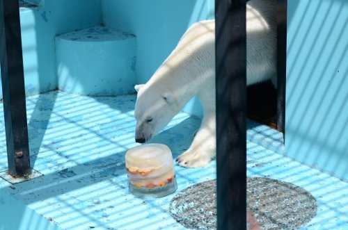 海の日　氷プレゼント