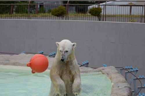 暑かった日の動物たち