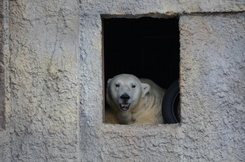 夜の動物園の日