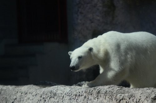 わかりやすいポロロ