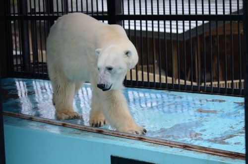 雨のおびひろ動物園