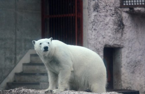 雨降りの日のポロロ