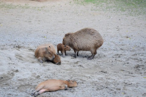 とくしまの動物たち