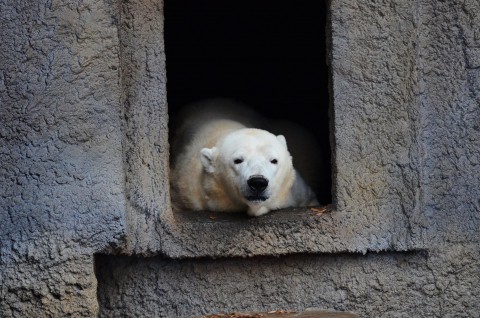 クマ館再開です