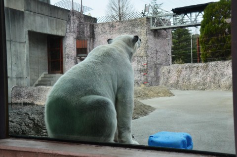 まったりから元気元気のポロロ