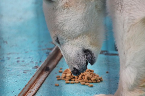 アイラの現状