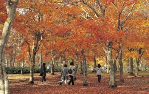 紅葉の名所「福原山荘」が今年も一般開放されます