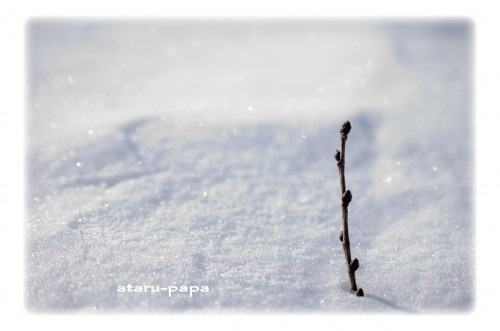 雪の中から～