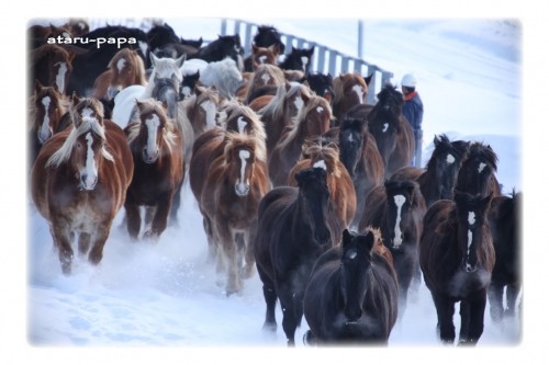 十勝牧場の雪中馬追運動