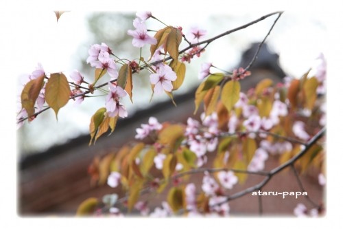 グリーンパークで桜