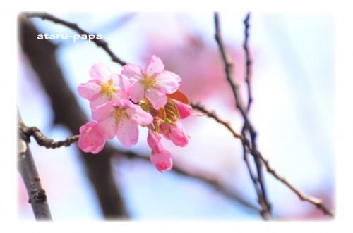 晴れた日の桜