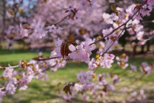 やっと桜が見れましたo(^ヮ^)o