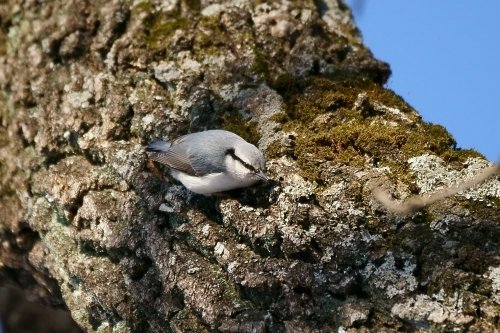 今朝は野鳥を