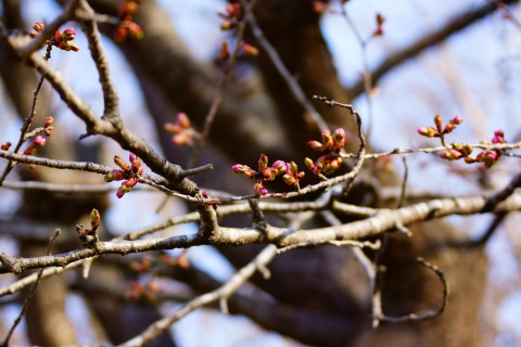 今朝の桜の状況