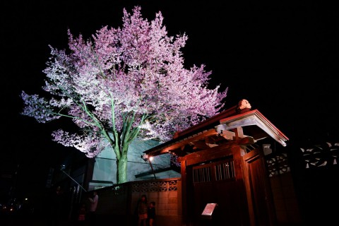 やっと行けた夜桜(*^^*)