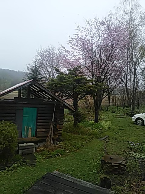 看板猫が行く~桜が咲いた