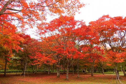 鹿追町 福原山荘さんの紅葉 昨日まで そして明後日から 帯広十勝飲み 食べ 観て歩き By 食いしん坊主