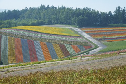 カメラスケッチ・南富良野～美馬牛～四季彩の丘