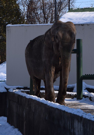 おびひろ動物園・象のナナ、ありがとう!