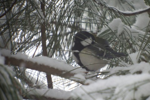 ウチに来る野鳥たち