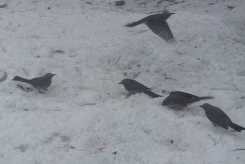 野鳥の楽園!?