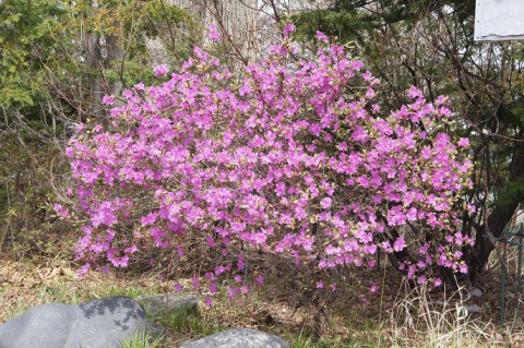 桜の開花宣言は?