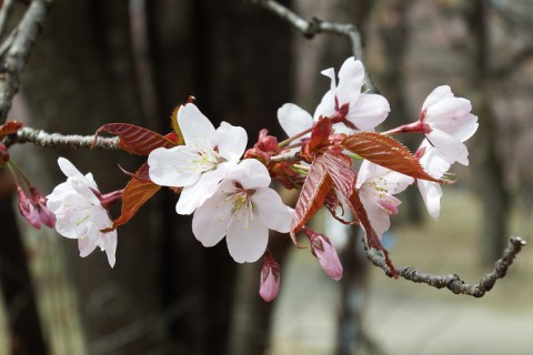 ついでに撮影した桜