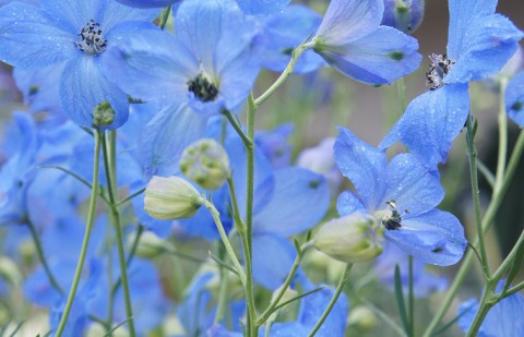 花の名前が分かりました～ッ!