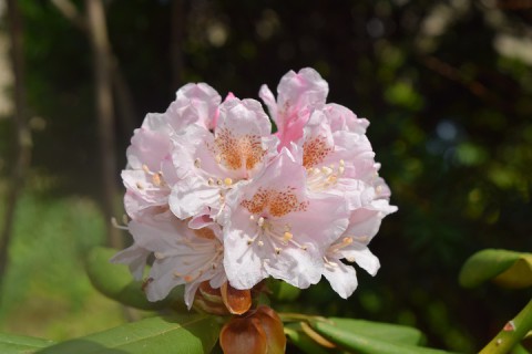 シャクナゲの花の狂い咲き!?