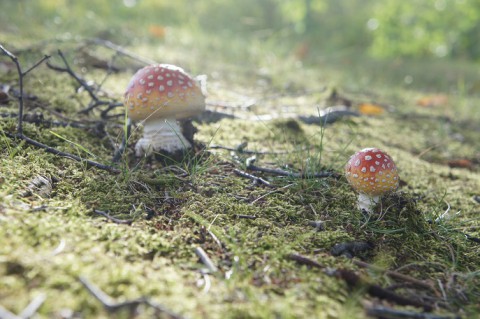 平地にも秋の気配が…