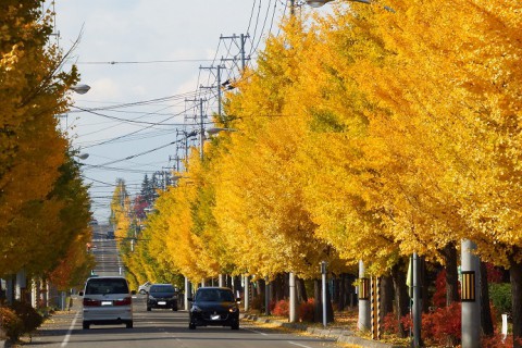 音更町のイチョウ並木