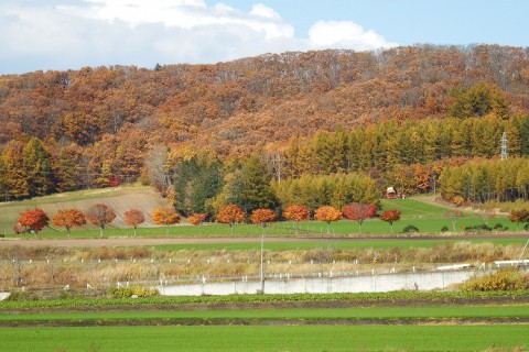 カメラスケッチ・音更町の紅葉