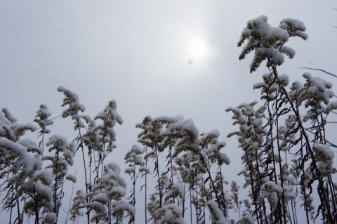 初雪～♪