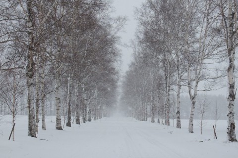 雪の白樺並木～♪