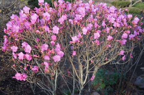 庭の花が一斉に…