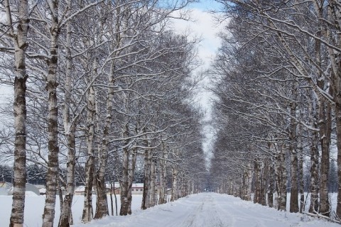 駒場の白樺並木～雪降り後