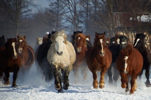 駒場の牧場で、妊娠馬の追い運動