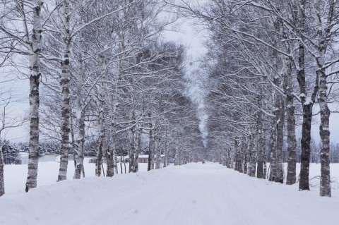 白樺並木の雪化粧～♪