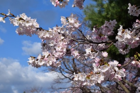 必撮! 桜開花宣言～♪