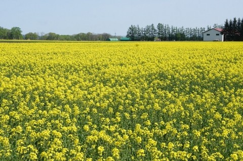 カメラスケッチ・音更町の菜の花畑～♪