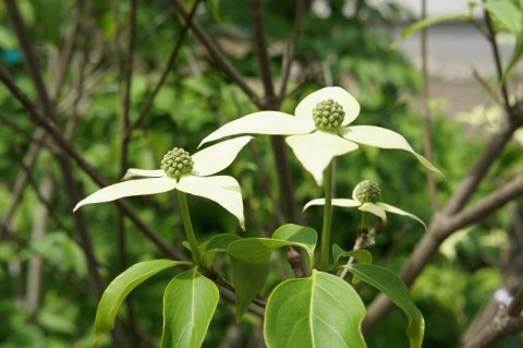 今年も咲いてくれた～♪　ヤマボウシの花