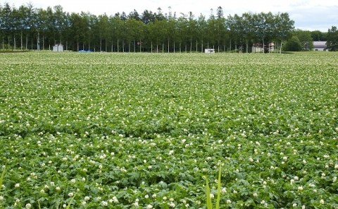 カメラスケッチ・音更町の畑