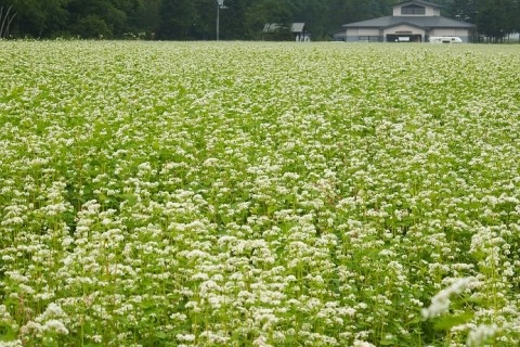 カメラスケッチ・新得町の蕎麦畑