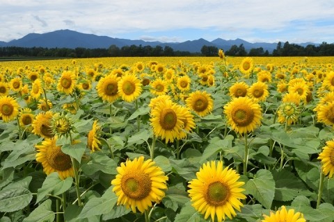 ヒマワリの花が満開!