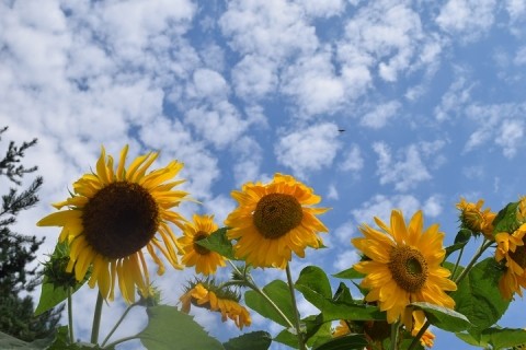 9月の空～♪